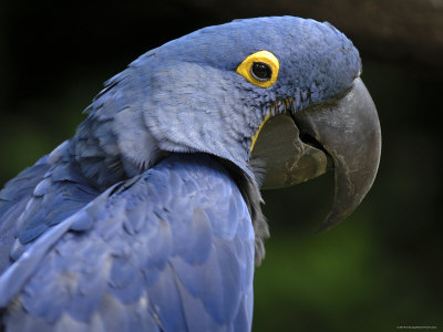 „Hyacinth Macaw“