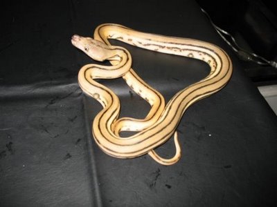 „Reticulated Albino Type II Tiger Python“