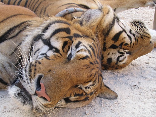 miegantis-tigras