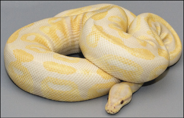 „Lavender Albino Python Female“