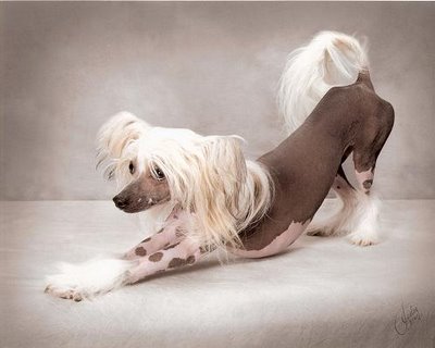 „Chinese Crested Hairless Puppies“