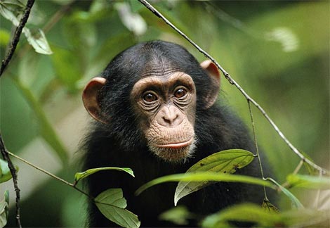 „Chimpanzee“