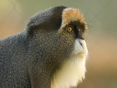 „De Brazza‘s Monkey“
