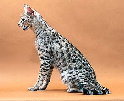 „Savannah Cat“